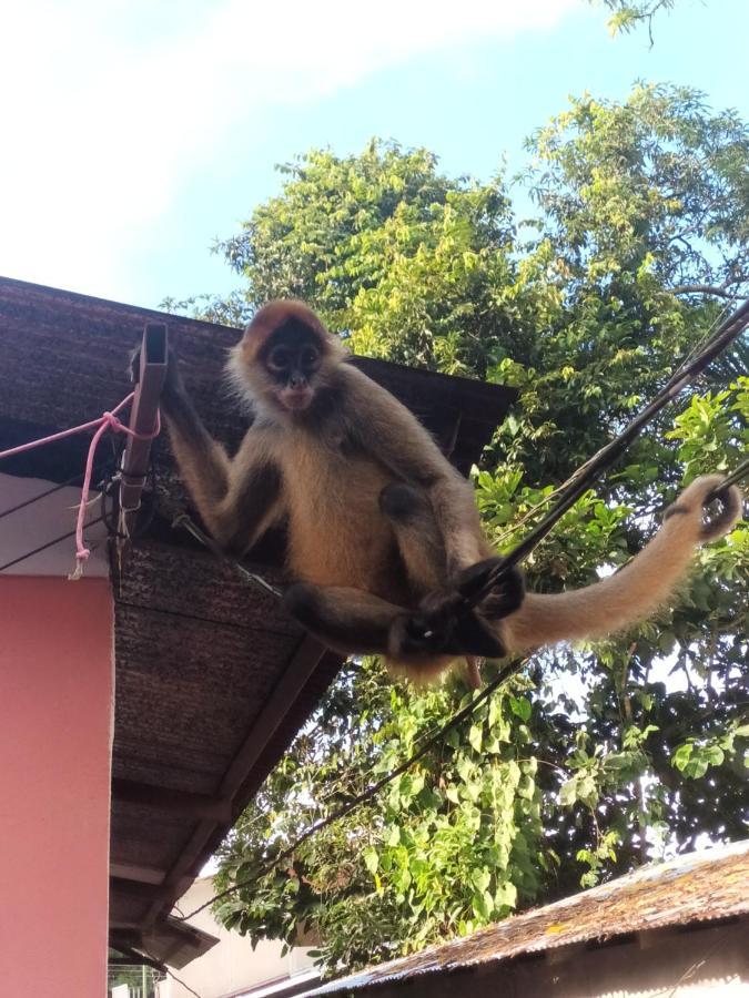 Apartamentos Caiman Tortuguero Kültér fotó